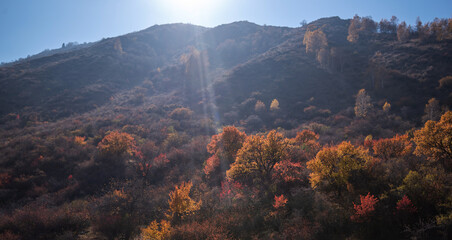 a sunlit mountain slope dotted with trees displaying vibrant autumn colors, under a bright blue sky...