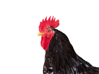 Black and white speckled rooster with red comb isolated transparent png