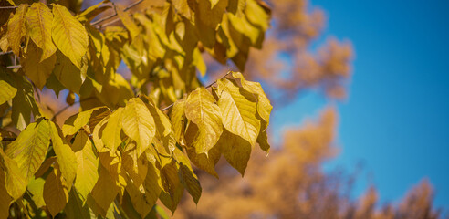 yellow leaves against a blurred background of trees with similar autumnal colors. The sharp focus on the leaves contrasts with the soft bokeh effect in the background, evoking a serene fall atmosphere