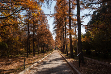 a long, straight path flanked by tall trees with russet autumn leaves, leading through a tranquil park under a clear sky.