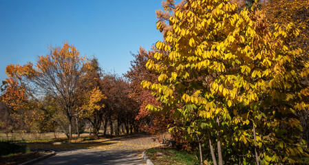 Naklejka premium a winding path through a park with trees in vibrant autumn colors, leaves scattered on the ground, under a clear blue sky