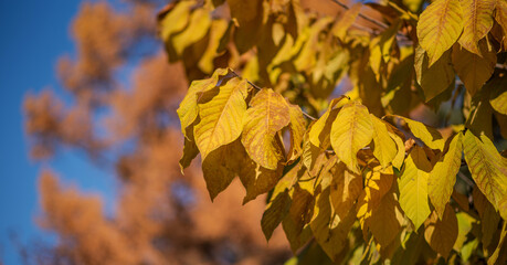 yellow leaves against a blurred background of trees with similar autumnal colors. The sharp focus on the leaves contrasts with the soft bokeh effect in the background, evoking a serene fall atmosphere