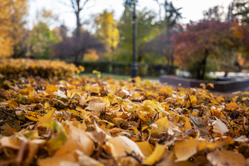 a carpet of fallen yellow leaves covering the ground in a park, with a lamp post and trees displaying autumn hues in the softly focused background.