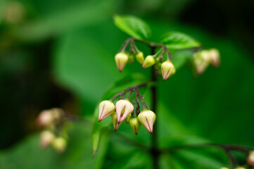small flowers in beautiful nature and blur background