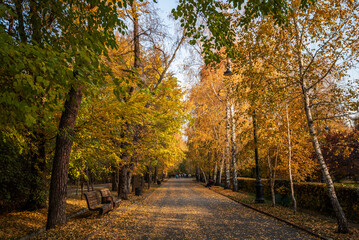 Fototapeta premium a peaceful walkway lined with tall trees with orange autumn leaves, with people walking and enjoying the serene park atmosphere