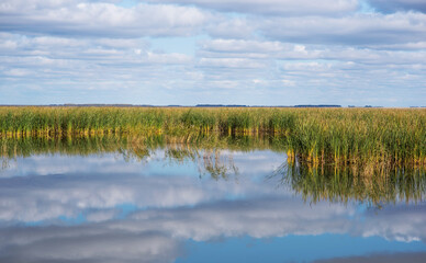 Reed lake on a bright day under a long blue sky. Green reeds on the water. White fluffy clouds are reflecting in the lake. Beautiful summer.