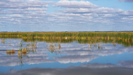 Reed lake on a bright day under a long blue sky. Green reeds on the water. White fluffy clouds are reflecting in the lake. Beautiful summer.