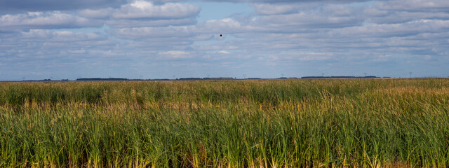 Reed lake on a bright day under a long blue sky. Green reeds on the water. White fluffy clouds are...