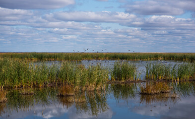 Reed lake on a bright day under a long blue sky. Green reeds on the water. White fluffy clouds are reflecting in the lake. Beautiful summer.