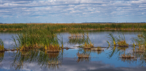 Reed lake on a bright day under a long blue sky. Green reeds on the water. White fluffy clouds are reflecting in the lake. Beautiful summer.