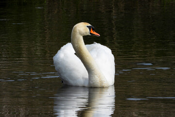 cygne blanc tuberculé nage 