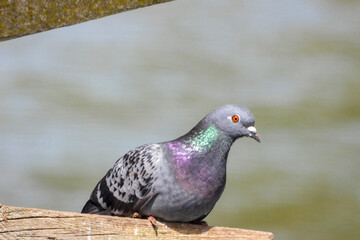 pigeon ville sauvage nature 