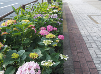 アジサイの花壇