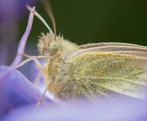 butterfly on a flower