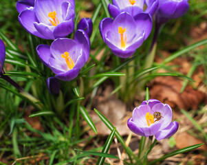 Purple crocus flowers and the bee
