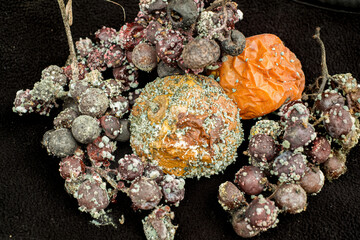 Rotten apple and grapes with mold, closeup view