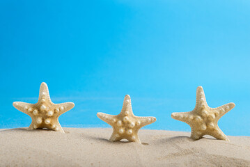 Starfish skeletons on beach sand with blue background. Summer background with space for text.
