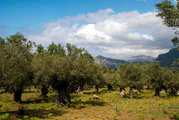Sheep grazing in a field of centenary olive groves in Tramuntana mountain range, near Soller town,...