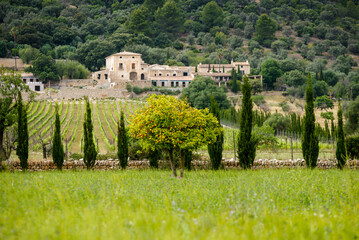 Orange trees and wineries are the most common landscape around Pollença in Majorca, Balearic Islands, Spain