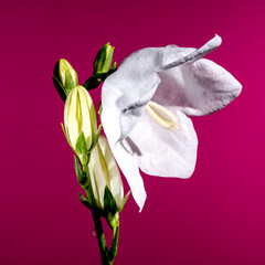 Blooming white bellflower on a pink background