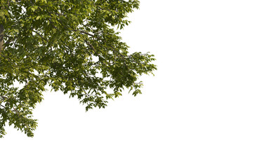 Big tree foreground, foliage leaves on corner border 3d render