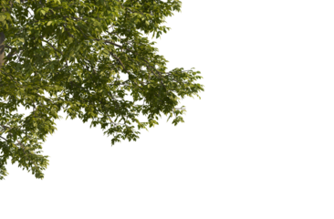 Big tree foreground, foliage leaves on corner border 3d render