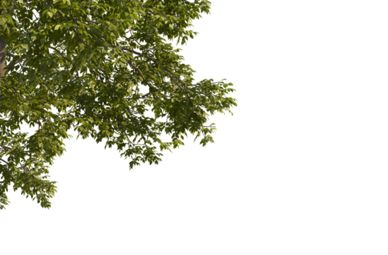 Big tree foreground, foliage leaves on corner border 3d render