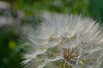Obraz premium Taraxacum officinale, the dandelion. Closeup. White ball of dandelion called dandelion clock. Yellow flower heads turn into round balls of many silver-tufted fruits that disperse in the wind