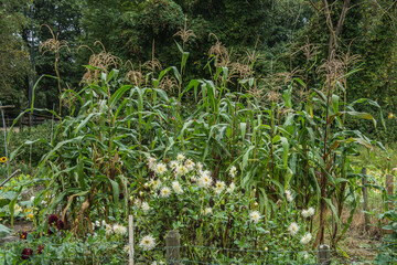 Obraz premium corn plants and dahlias bloom in a vegetable garden
