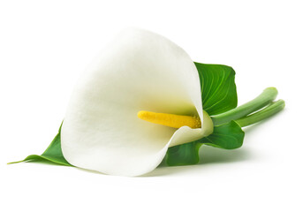  white Calla lilie with leaf isolated on a white background
