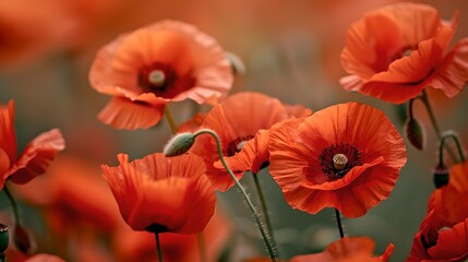 Bright red poppy flowers in bloom captured in a soft focus style. Perfect for nature-themed projects. AI