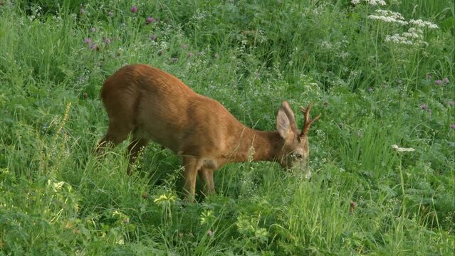 roebuck on a meadow in high grass
