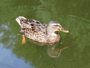 Stockente, Wildente, Anas platyrhynchos, 
