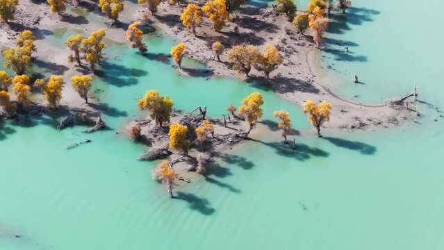 Golden poplar trees in the Tarim River basin near Shaya, Xinjiang, China, 4K