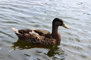 Stockente, Wildente, Anas platyrhynchos, 