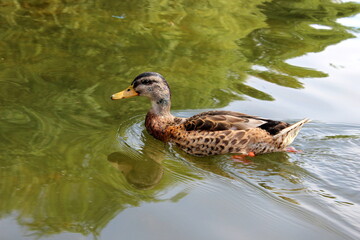 Stockente, Wildente, Anas platyrhynchos, 