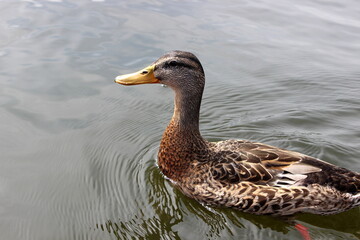 Stockente, Wildente, Anas platyrhynchos, 
