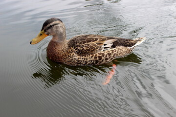 Stockente, Wildente, Anas platyrhynchos, 