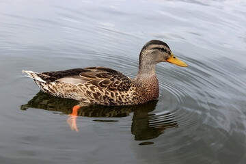Fototapeta premium Stockente, Wildente, Anas platyrhynchos, 