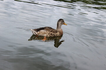 Stockente, Wildente, Anas platyrhynchos, 