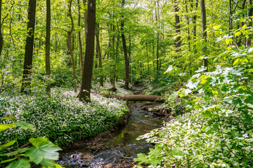 Kleiner Bachlauf führt durch einen weiß blühenden Bärlauch Wald