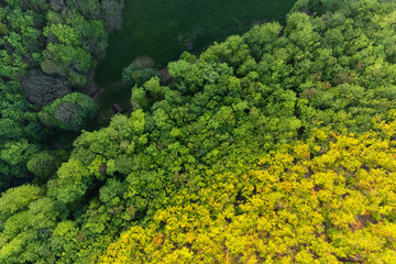 Naklejka premium Frischer Mischwald Luftaufnahme. Grüne Baumkronen
