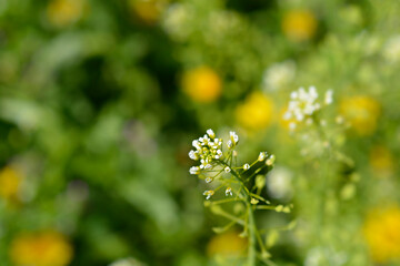 Shepherds purse flower