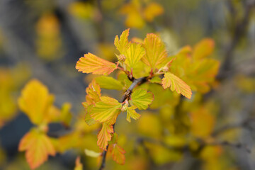 Ninebark Luteus leaves