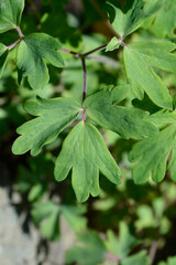 Common columbine leaves
