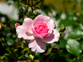 ピンク色の美しい薔薇