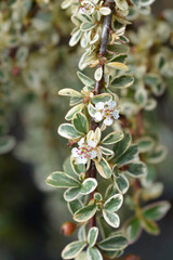 Swedish cotoneaster Juliette branch with flowers