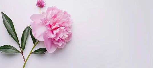 A white background with a delicate pink peony perfectly framed and ready for use as a copy space image.