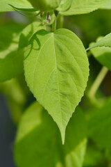Hardy hibiscus leaves