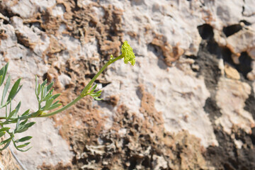 Sea fennel flower